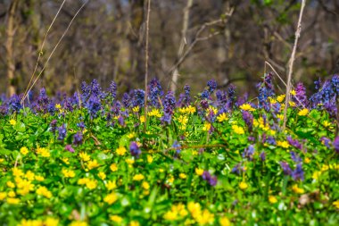 Orman glade güzel bahar çiçekleri ile