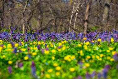 bir orman glade portre çiçekler
