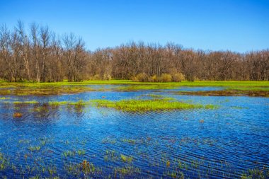 Yeşil bahar orman bir suda boğulmak