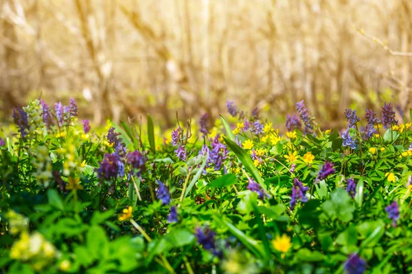 bir ormandaki güzel bahar çiçekleri