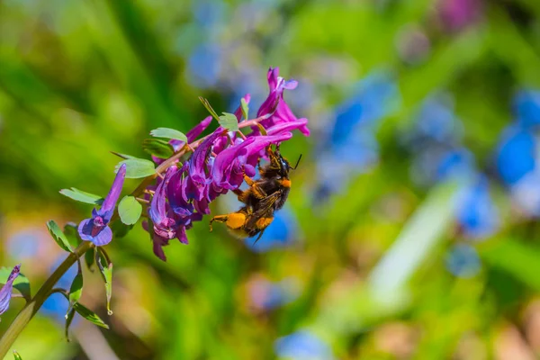 Closeup Bumblebee Sit Flower Spring Forest — Stock Photo, Image