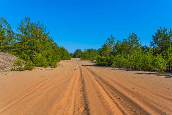 Zand Weg Door Een Groen Dennenbos — Stockfoto