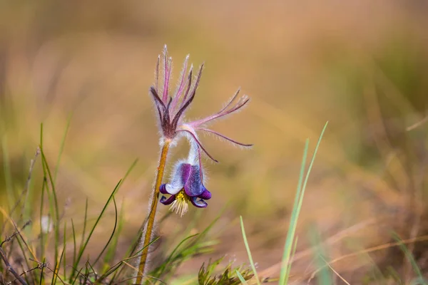 Beautiful Closeup Prairie Flower — Stock Photo, Image