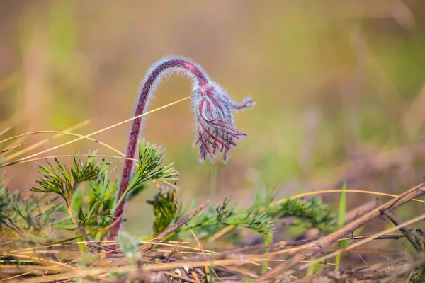 Closeup Wild Prairie Flower — Stock Photo, Image