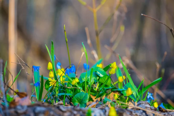 Closeup Heap Flowers Forest — Stock Photo, Image