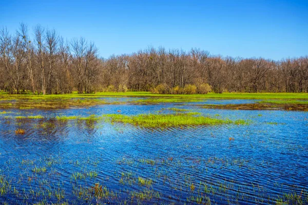 Yeşil bahar orman bir suda boğulmak