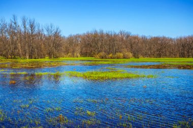 Yeşil bahar orman bir suda boğulmak