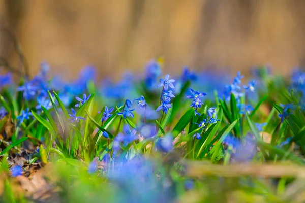 Beautiful Closeup Blue Flowers Spring Forest — Stock Photo, Image