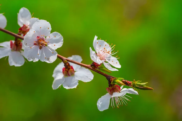 Nahaufnahme Aprikosenzweig Einer Weißen Blüte — Stockfoto