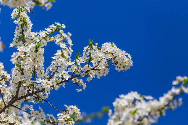 青空の背景に白い花の美しいクローズ アップ桜の木の枝 — ストック写真