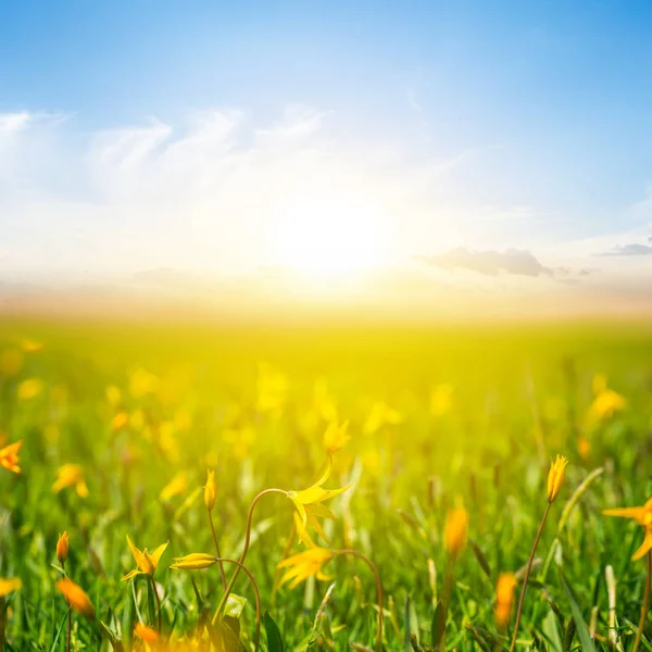 Campo Tulipán Amarillo Salvaje Atardecer —  Fotos de Stock