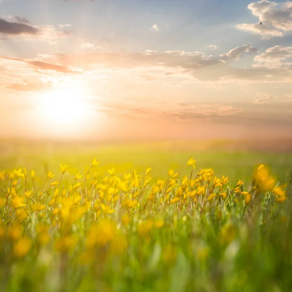 Campo Con Flores Tulipán Amarillo Salvaje Atardecer —  Fotos de Stock