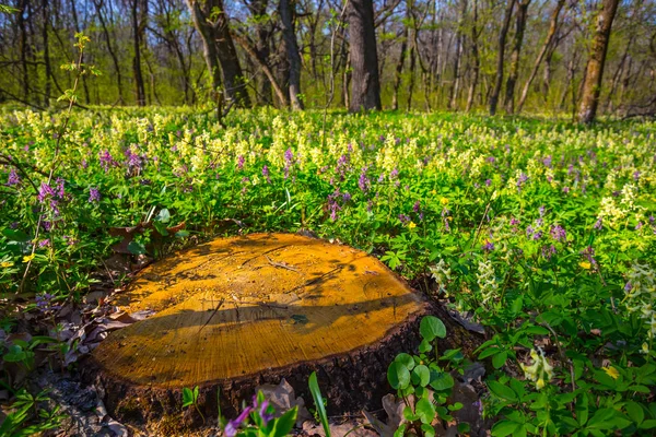 Closeup Boomstronk Onder Een Forest — Stockfoto