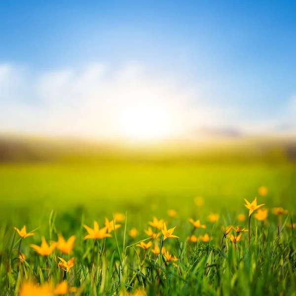 Красивые Зеленые Поля Цветами Закате — стоковое фото