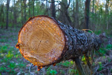 closeup çam ağacı oturum bir ormanda