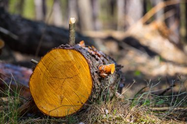 closeup çam ağacı yalan bir ormanda
