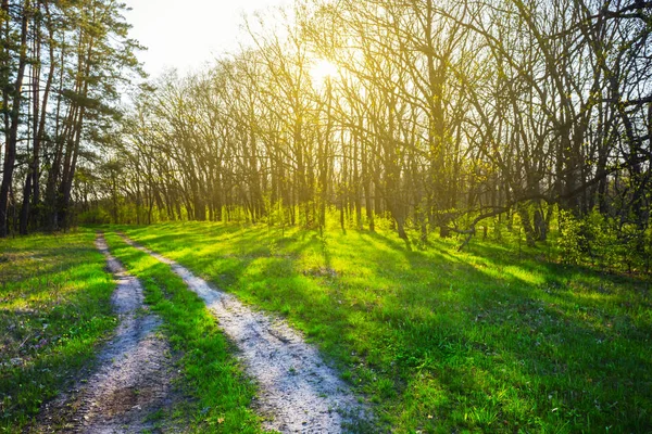 Schöne Grüne Waldlichtung Den Strahlen Der Abendsonne — Stockfoto