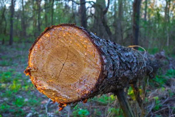 Closeup Log Pinheiros Uma Floresta — Fotografia de Stock