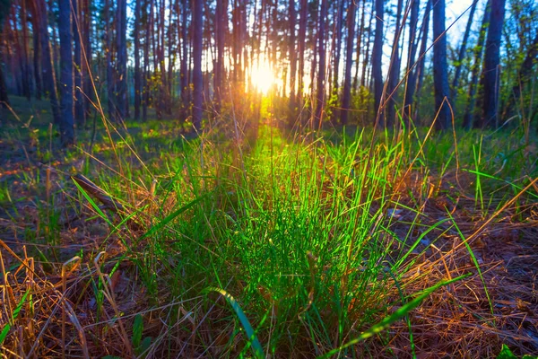 夕日の光線で森の緑の草ブッシュをクローズ アップ — ストック写真