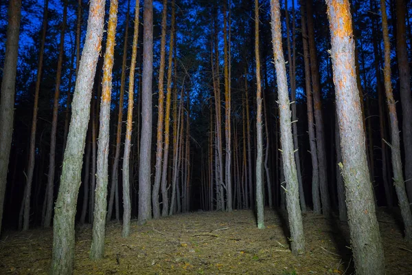 Mistery Prachtige Pine Forest Nachtbeeld — Stockfoto