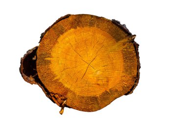 Beyaz bir arka plan üzerinde izole ağaç gövdesi portre tarafını