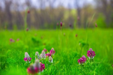 Yeşil çimenlerin üzerinde bir orman glade closeup kırmızı çiçekler