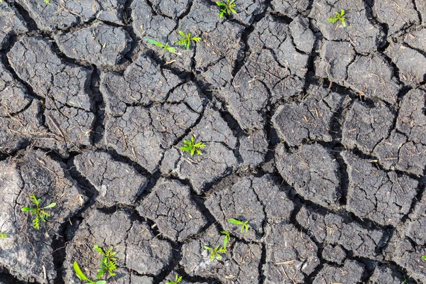 closeup dry cracked earth with small grass sprouts