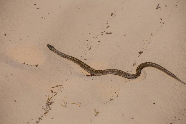 Petit Serpent Ramper Par Sable — Photo
