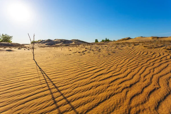Pequeño Árbol Seco Entre Desierto Arenoso Caliente — Foto de Stock