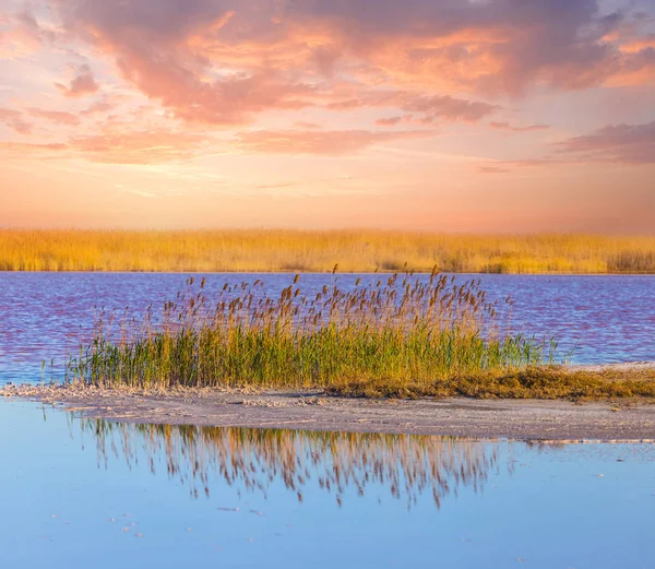 Petite Île Avec Roseau Dans Lac — Photo