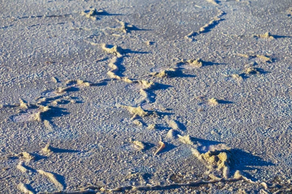 Primo Piano Terra Salina Secca Con Cristallo Sale — Foto Stock