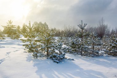 Akşam güneşinin ışığında kışa bağlı köknar ormanı