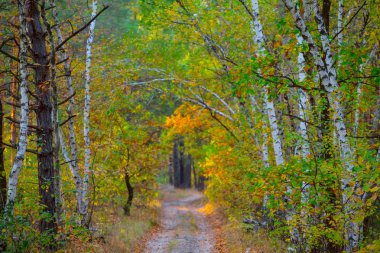 Sonbahar ormanındaki kırmızı huş ağacından geçen yer yolu.
