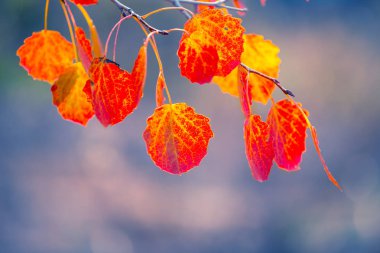 Kapalı kırmızı kavak ağacı bir ormanda dallanır.