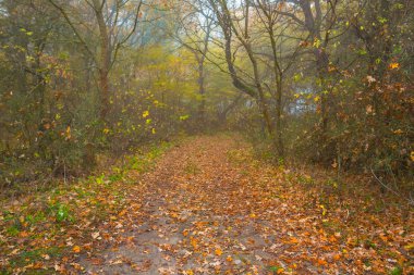 Kuru yapraklarla kaplı sessiz sonbahar ormanı