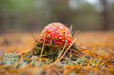 Kuru çam iğnelerinin arasındaki ormanda yakın plan kırmızı sineklik mantarı.