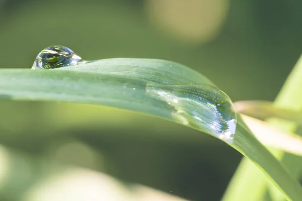 Gros Plan Feuille Verte Dans Une Goutte Eau Fond Naturel — Photo