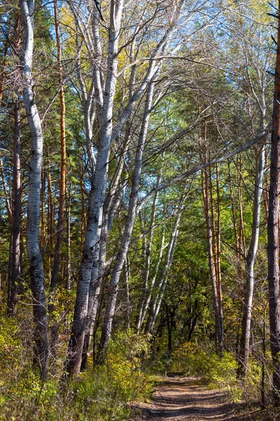 Güzel Orman Manzarası Kavak Sokakları Boyunca Yol — Stok fotoğraf
