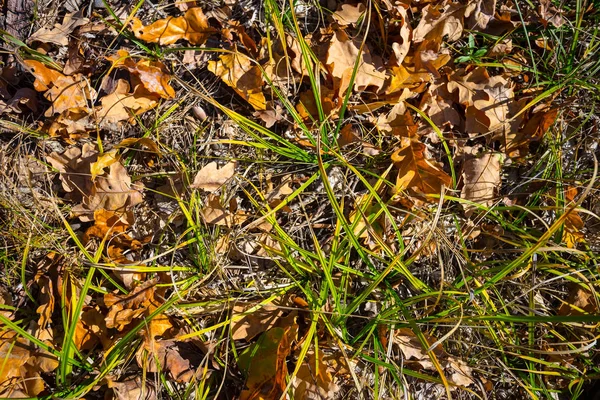 Sfondo Naturale Erba Verde Germoglio Spingere Attraverso Foglie Secche Rosse — Foto Stock