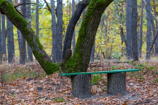 森の中の小さな緑の木のベンチ休息の場 — ストック写真