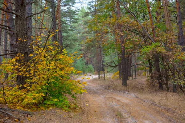 Strada Interrata Nella Pineta Autunnale — Foto Stock