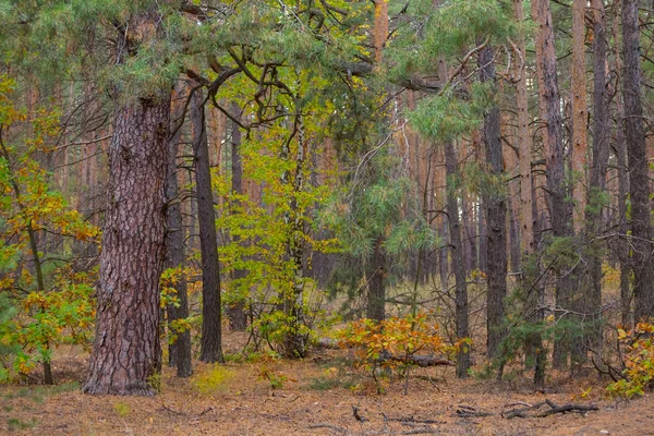 Primo Piano Vecchio Pino Enorme Una Foresta — Foto Stock