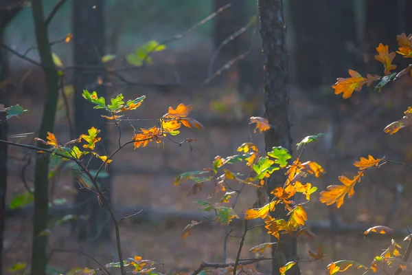 Nahaufnahme Rotes Trockenes Laub Auf Dem Ast Sonnenlicht Herbstlicher Natürlicher — Stockfoto