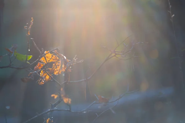 Closeup Red Dry Leaf Tree Branch Sunlight Autumn Natural Background — Stock Photo, Image