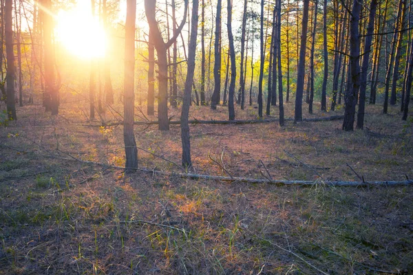 Сосновый Лес Свете Вечернего Солнца Открытый Фон — стоковое фото