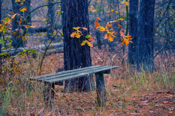 small wooden bench in a forest, place for rest