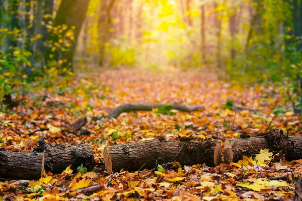 Куча Дубового Ствола Лежит Через Лесную Дорогу Яркая Осенняя Лесная — стоковое фото