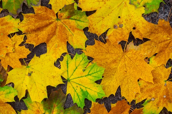 Closeup Red Dry Maple Leaves Beautiful Natural Background — Stock Photo, Image