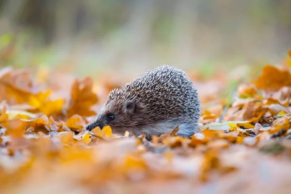 Closeup Little Hedgehog Swarming Dry Leaves Autumn Outdoor Scene — Stock Photo, Image