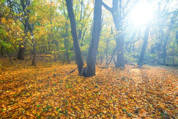 Jesienna Polana Leśna Pokryta Czerwonymi Suchymi Liśćmi Świetle Iskrzącego Słońca — Zdjęcie stockowe